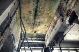 Why You Should Choose Our Mold Remediation Services in Summit, IL